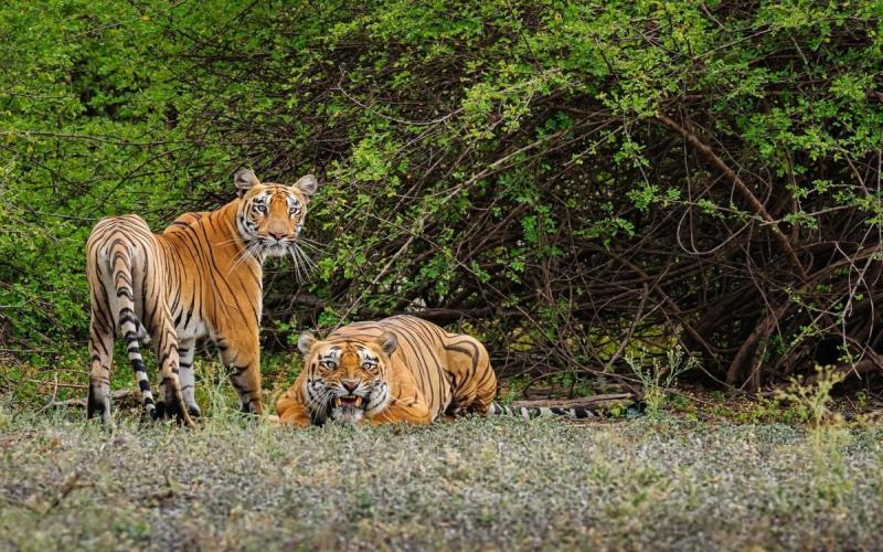 Sariska Travel Guide for Wildlife Enthusiasts